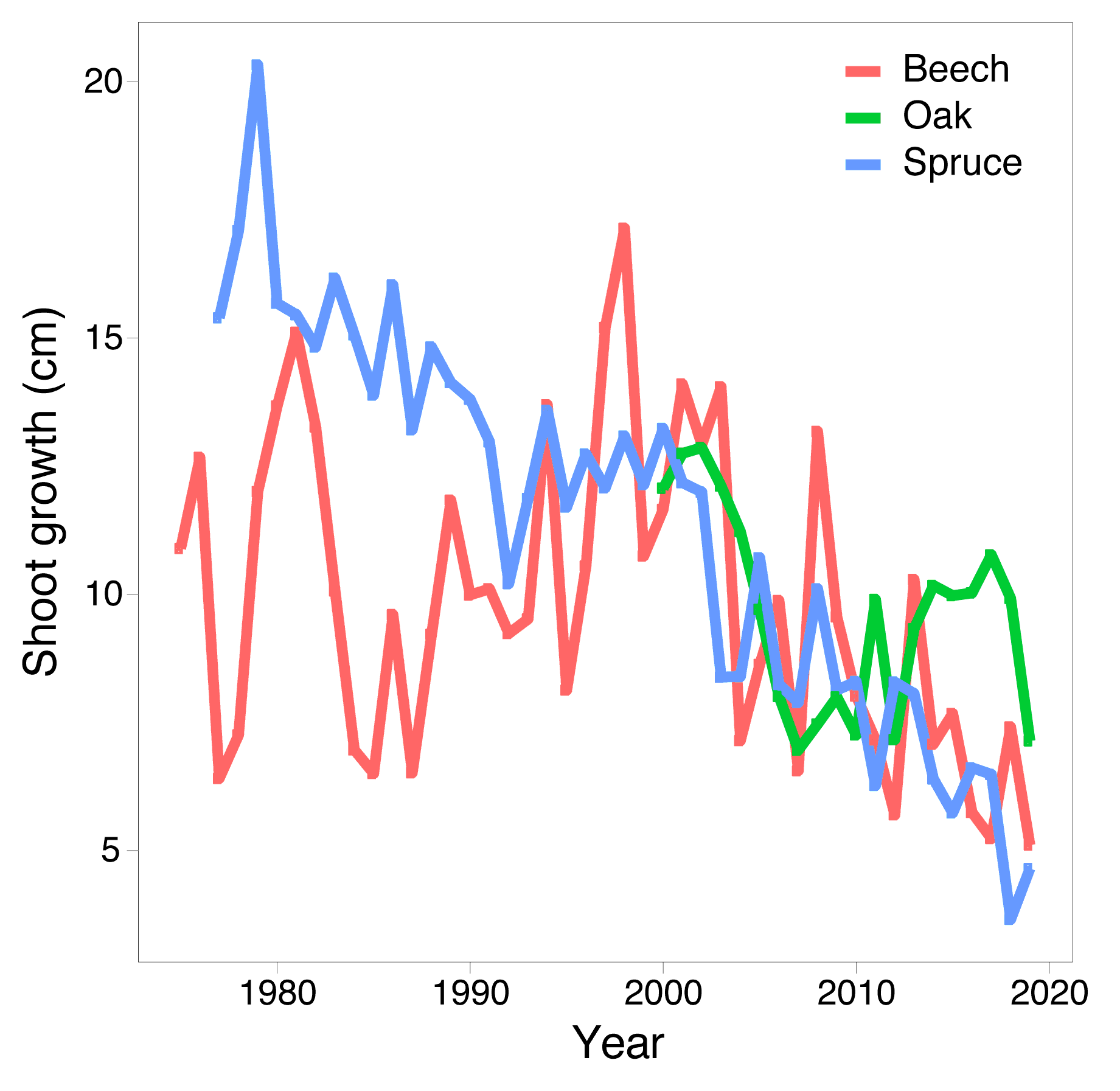Shoot growth in beech and spruce