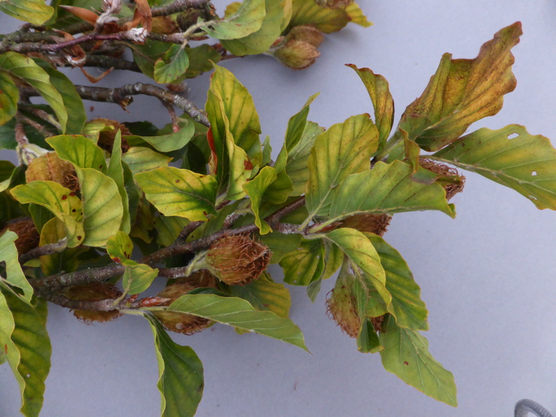 Beech nutrient deficiency