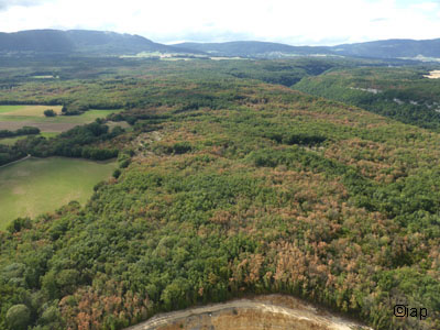 Oak forest in La Sarraz