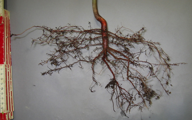 Fine roots of beech