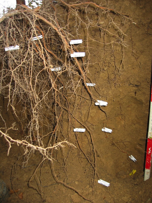 Fine roots of beech